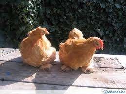Cochin krielkippen., Dieren en Toebehoren, Pluimvee, Vrouwelijk, Kip