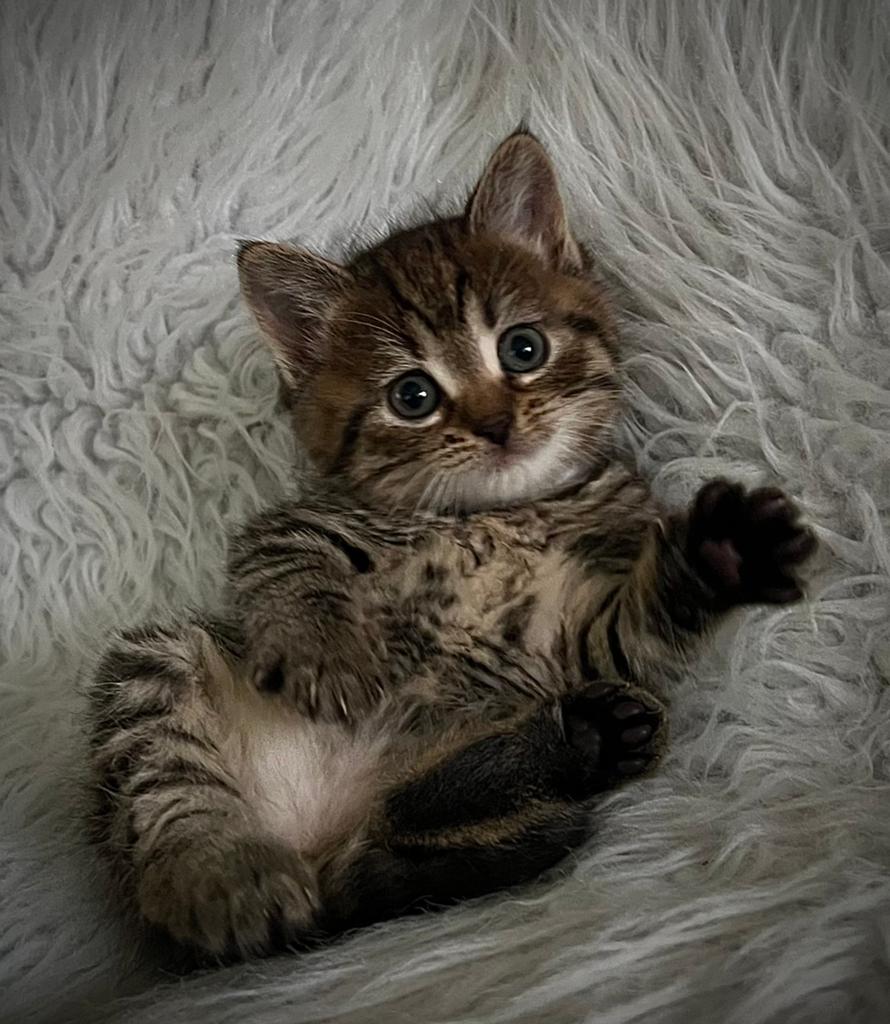 Mooie/lieve kittens, Meerdere dieren, Kortharig, 0 tot 2 jaar
