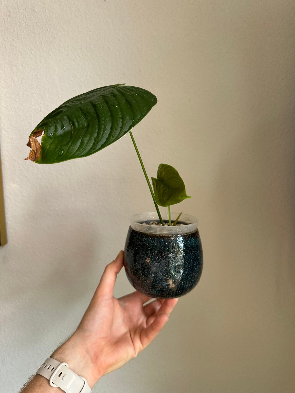 Philodendron Tenue B, Huis en Inrichting, Kamerplanten, Ophalen, Halfschaduw, Minder dan 100 cm
