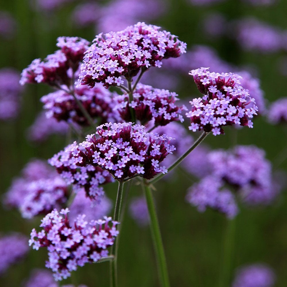 Verbena Bonariensis - IJzerhard bio, Volle zon, Vaste plant, Zomer, Ophalen