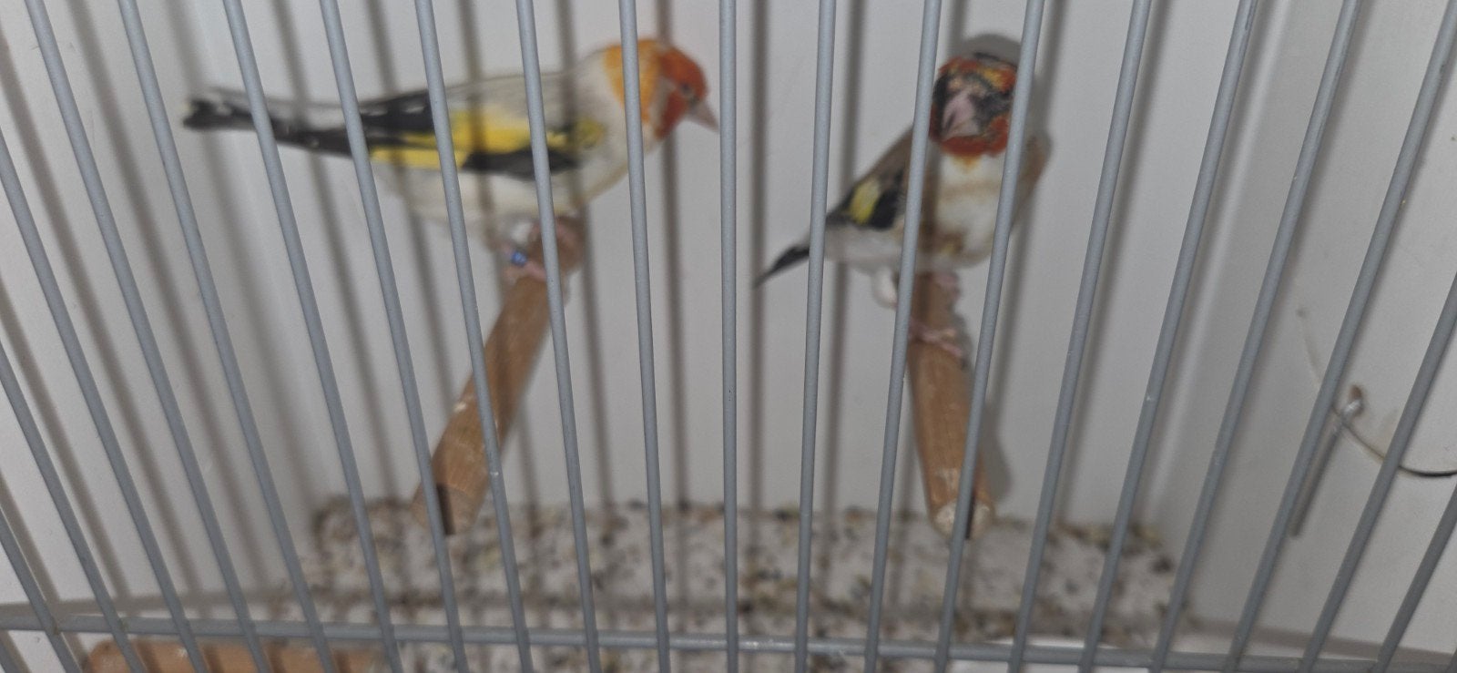 putter man, Mannelijk, Wildzangvogel