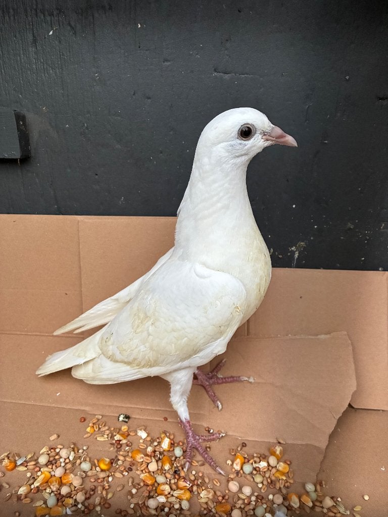 Pluimvee, Dieren en Toebehoren, Geslacht onbekend, Postduif