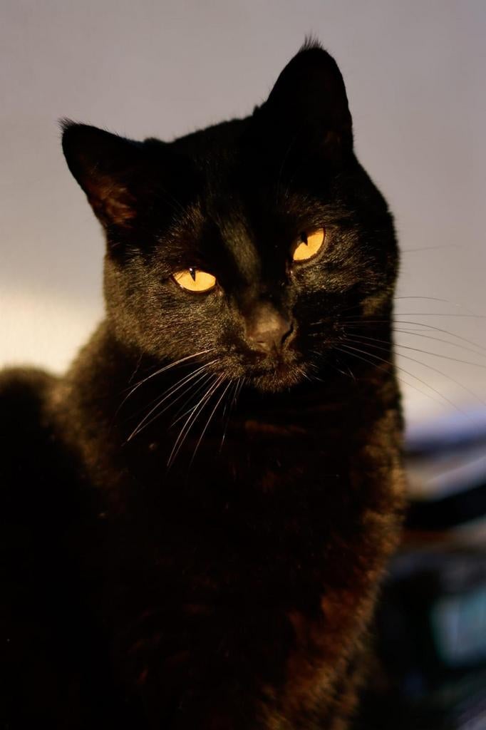 Onyx zoekt een gouden mandje, Dieren en Toebehoren, Kater