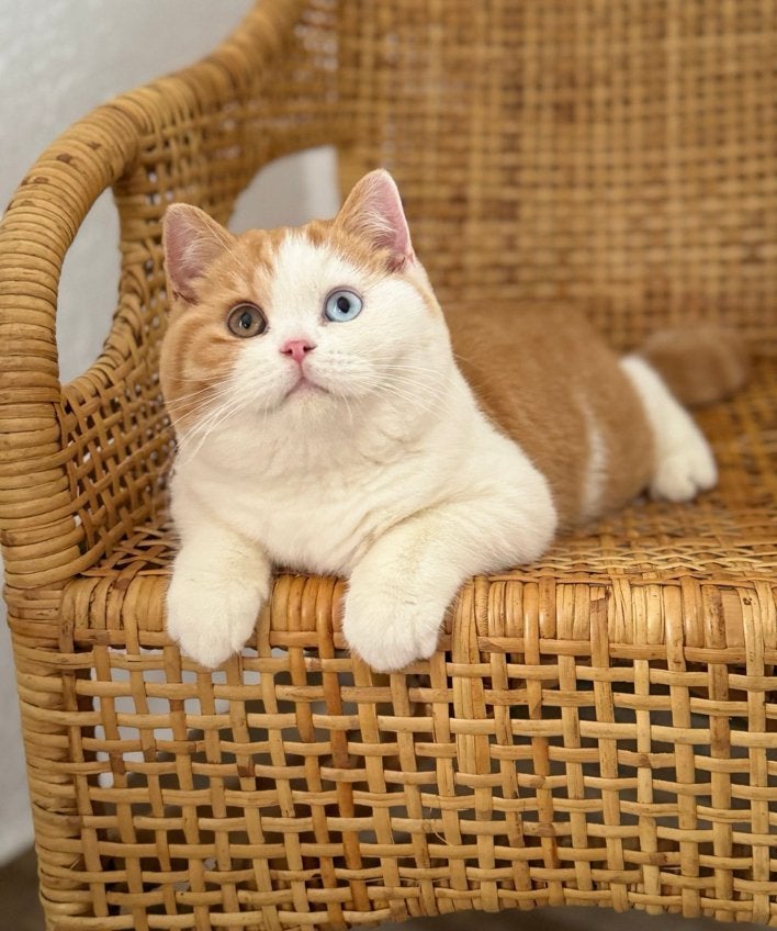 Briste korthaar kitten, Kater