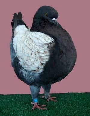 Te koop koppel Engelse Modena's blue argent, Dieren en Toebehoren, Vogels | Duiven, Meerdere dieren, Overige soorten
