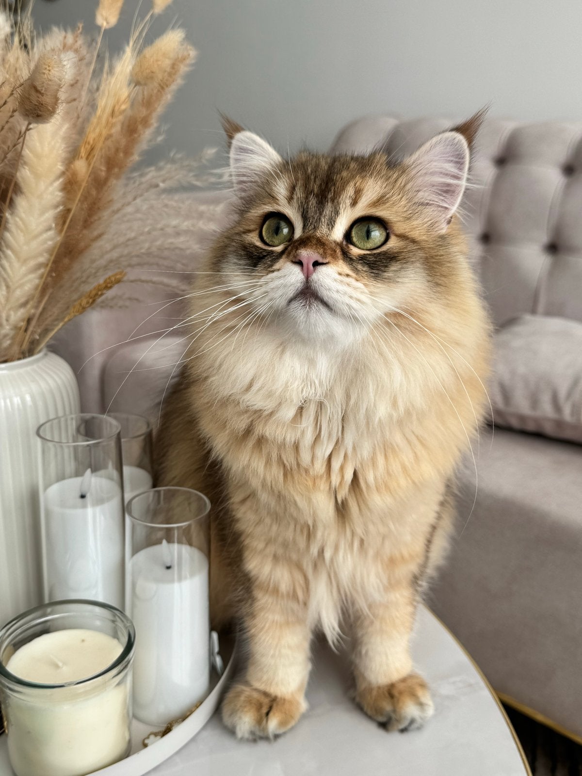 Knappe kater Leo zoekt een poes voor dekking ❤️, Dieren en Toebehoren, Kater, Langharig, 0 tot 2 jaar