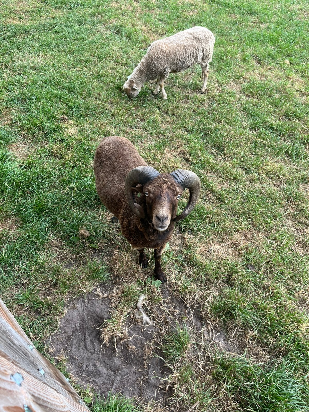 Ouessant rammen, Mannelijk, Schaap