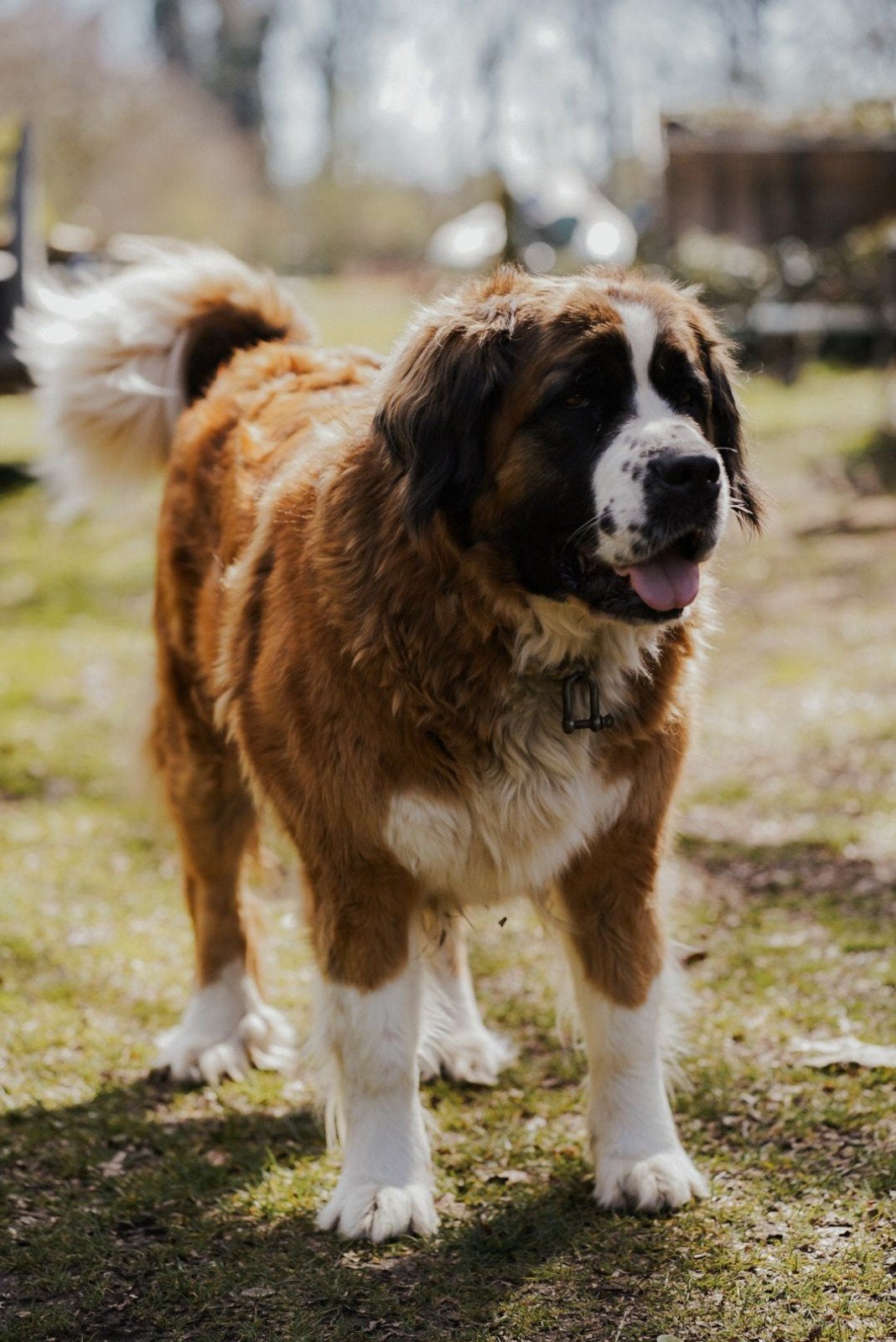 Schitterde pups. Leonberger x st bernard x pyrenese berghond, 8 tot 15 weken, Meerdere, Meerdere dieren, Nederland