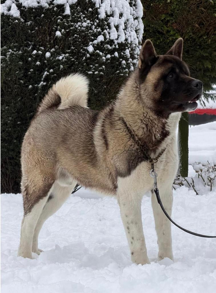American akita dekreu rondom uitgebreid getest officieel, Dieren en Toebehoren, Honden | Dekreuen, Parvo, Reu, 1 tot 2 jaar, Buitenland