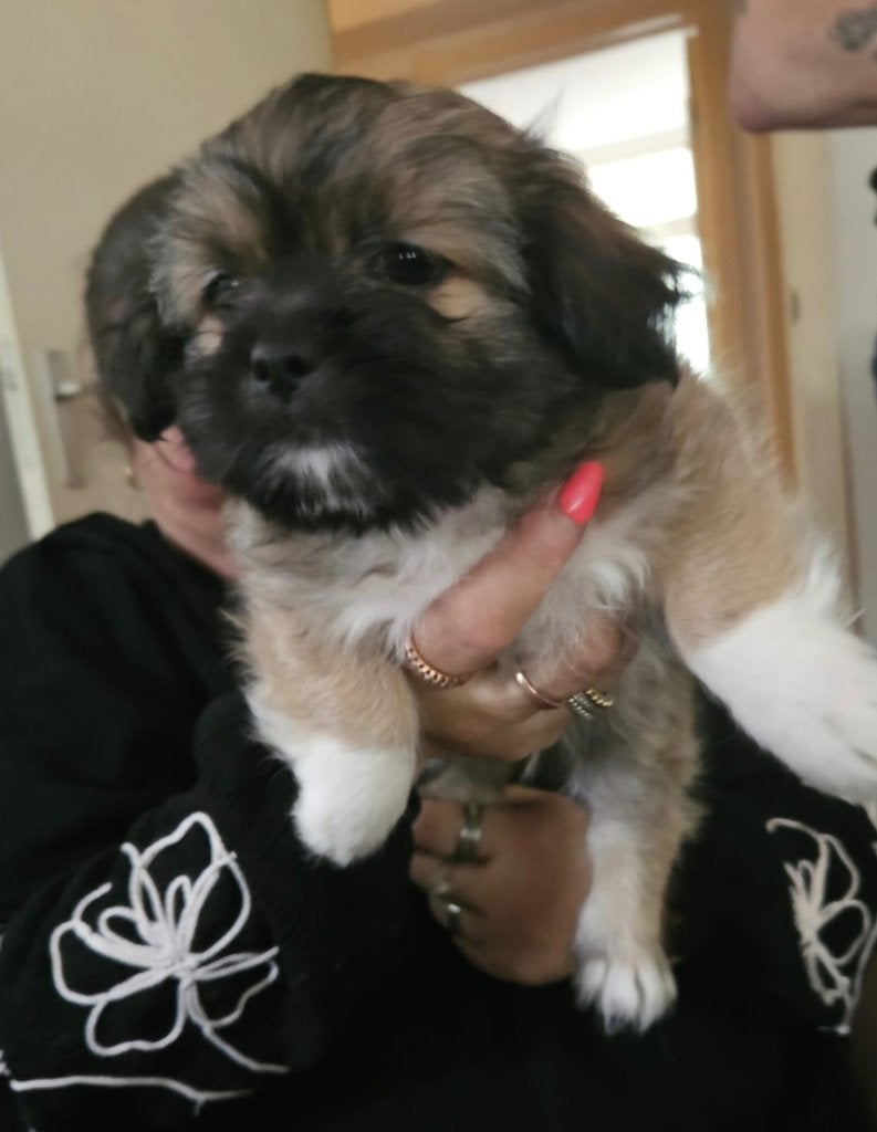 Puppies mix, Parvo, 8 tot 15 weken, Meerdere, Nederland