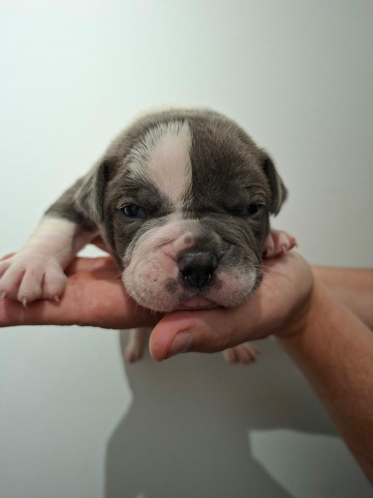 Amerikaanse Bulldog pups - Type Bully, Dieren en Toebehoren, Reu, 8 tot 15 weken, Bulldog, Meerdere