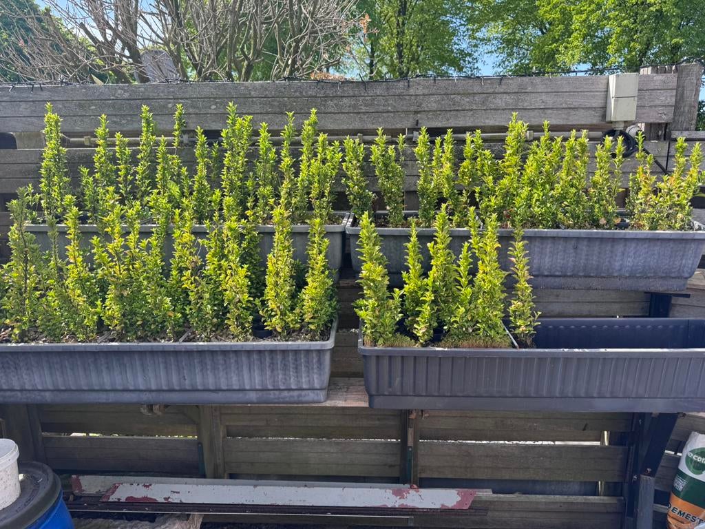 Te koop buxus, Ophalen, Zo goed als nieuw, IJzer