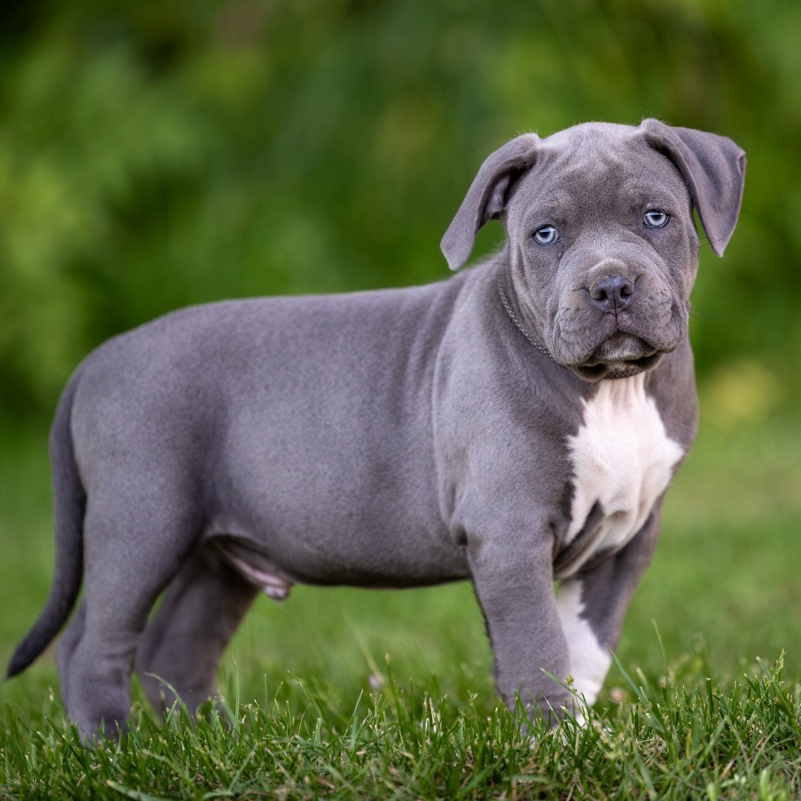 American Bully XL, Parvo, Overige rassen, 8 tot 15 weken, Meerdere