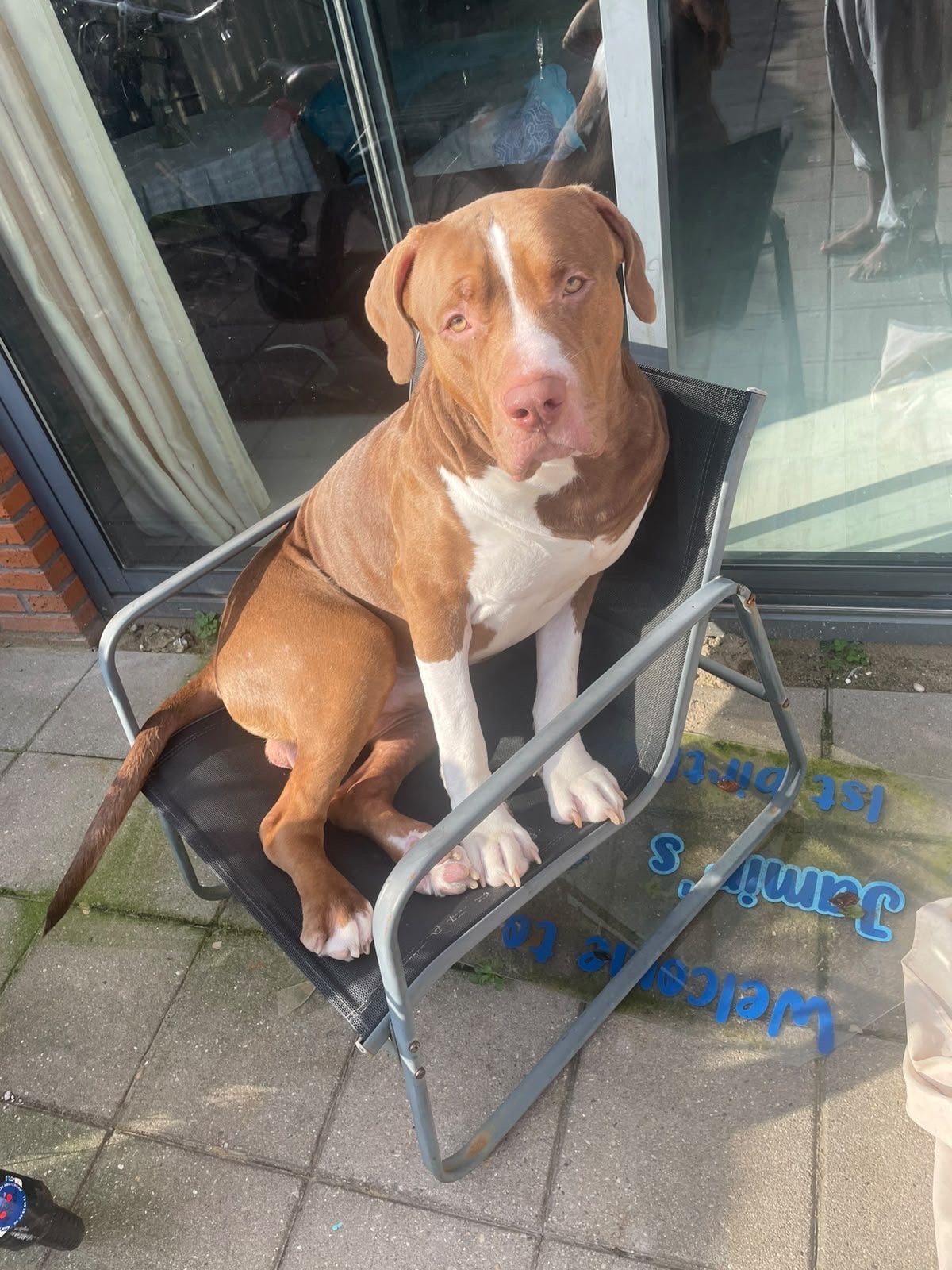 American Pitbull XL, Reu, CDV (hondenziekte), 1 tot 2 jaar, Groot