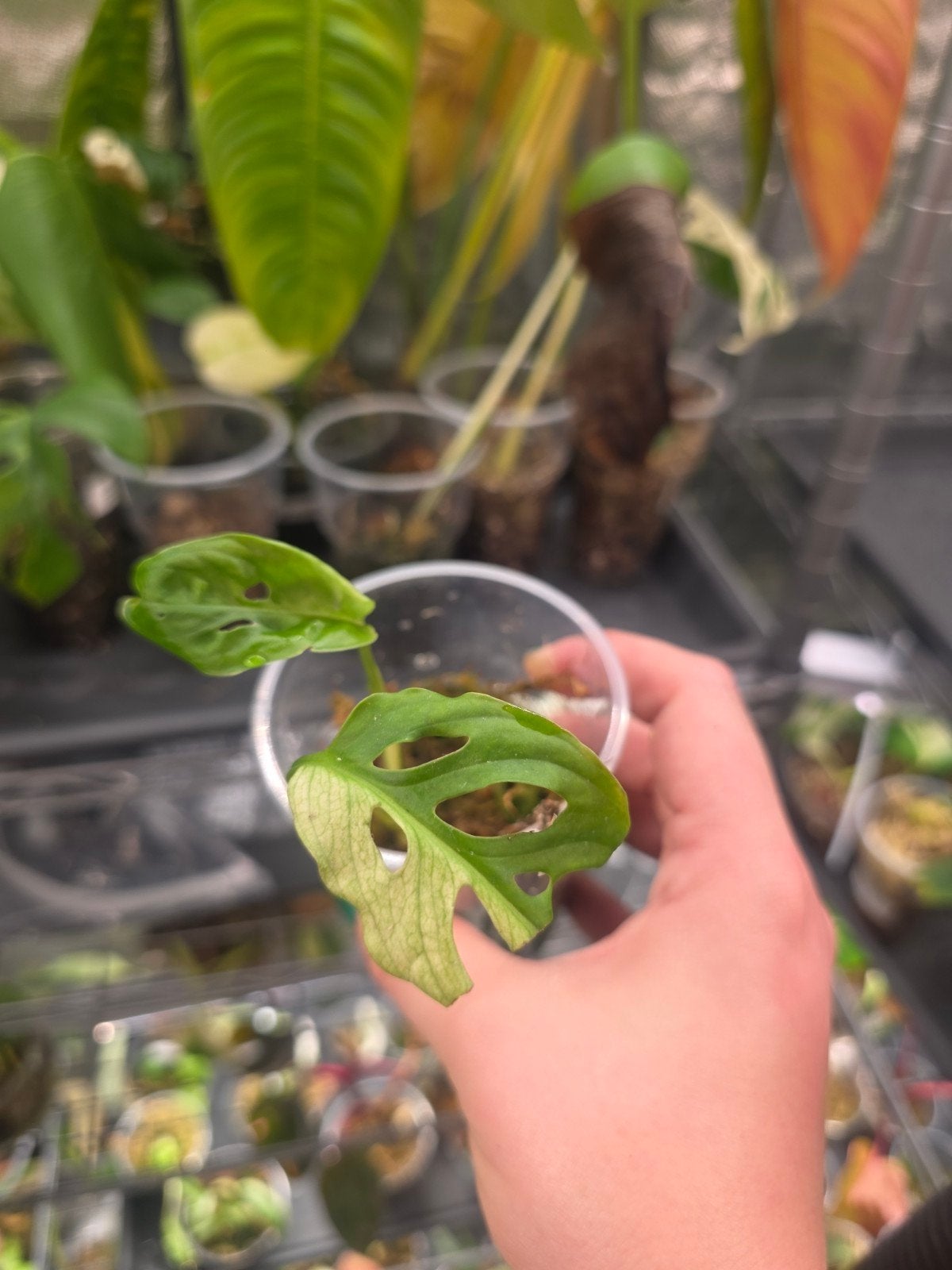monstera adansonii variegata, Ophalen of Verzenden, Halfschaduw, Minder dan 100 cm