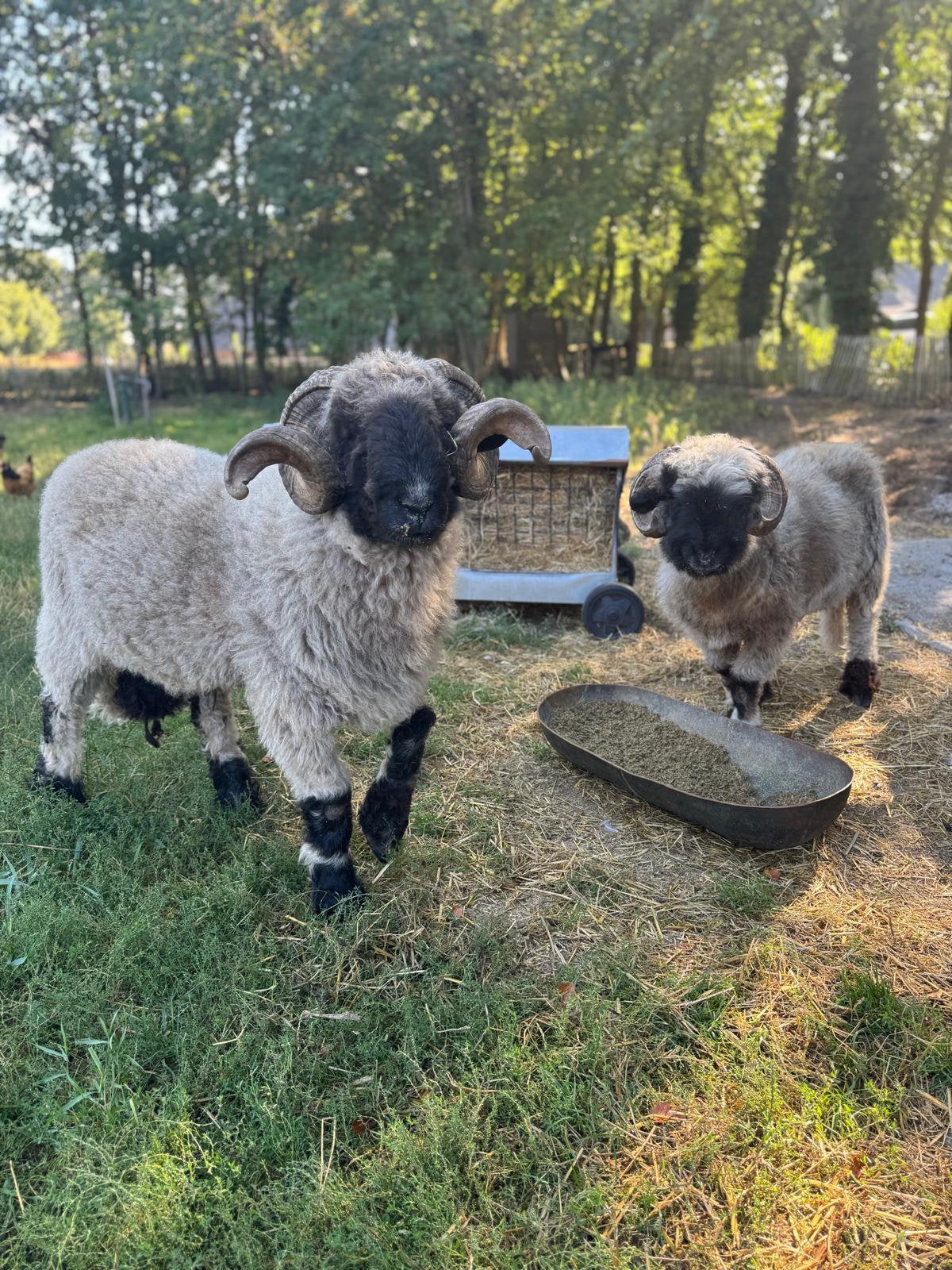 Koppel Walliser Swarznasen schapen te koop., Meerdere dieren, Schaap