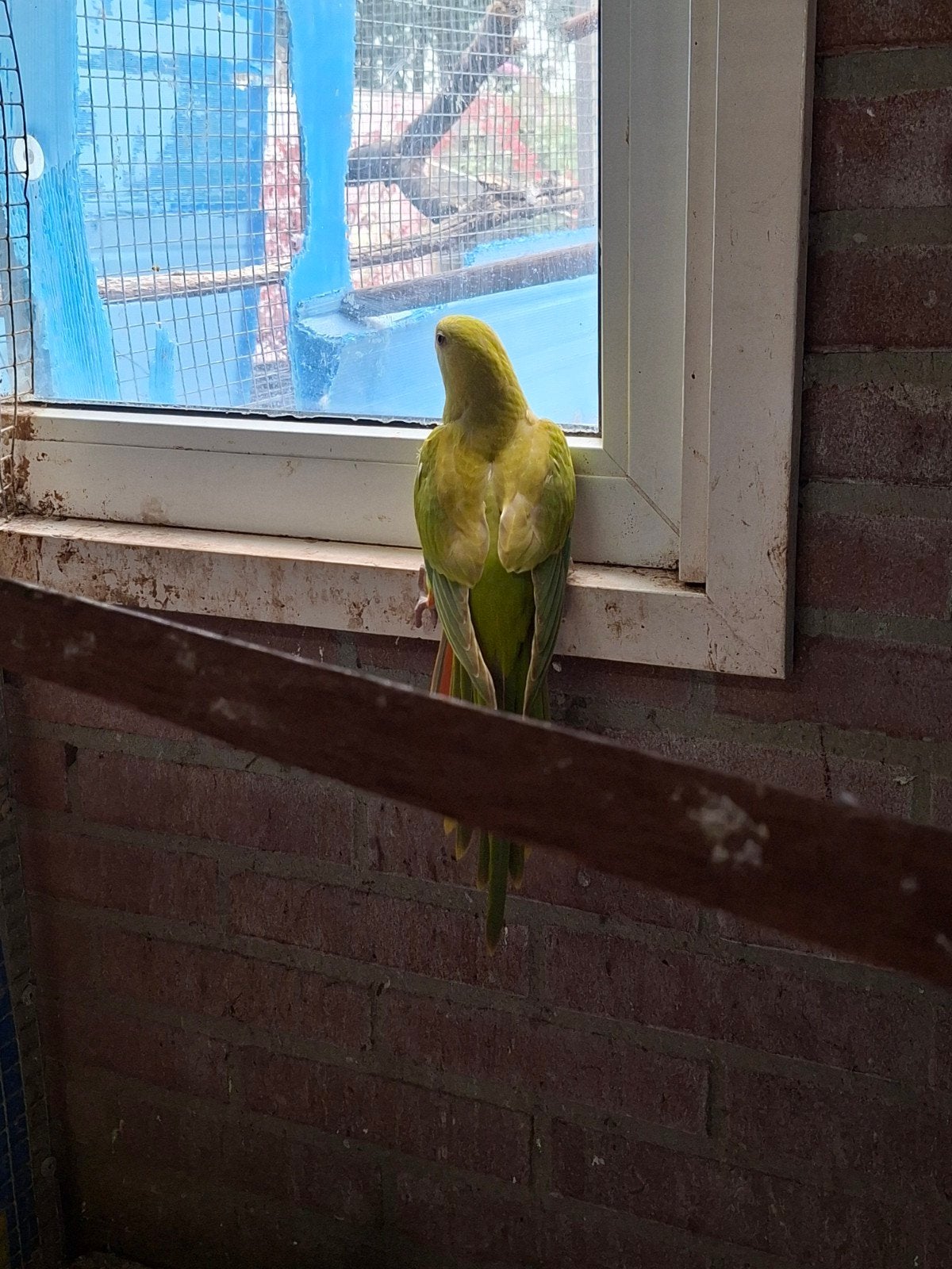 2 mooie barraband mannen, Dieren en Toebehoren, Vogels | Parkieten en Papegaaien, Mannelijk, Parkiet