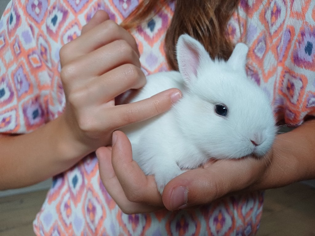 Lieve tamme dwergkonijntjes, Meerdere dieren, Dwerg, 0 tot 2 jaar