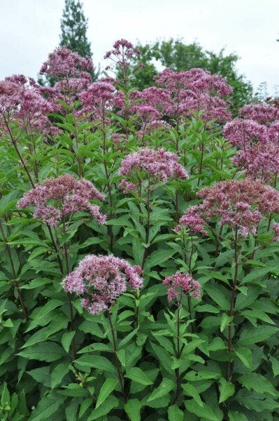 Koninginnekruid - Eupatorium cannabinum, Volle zon, Vaste plant, Zomer, Ophalen