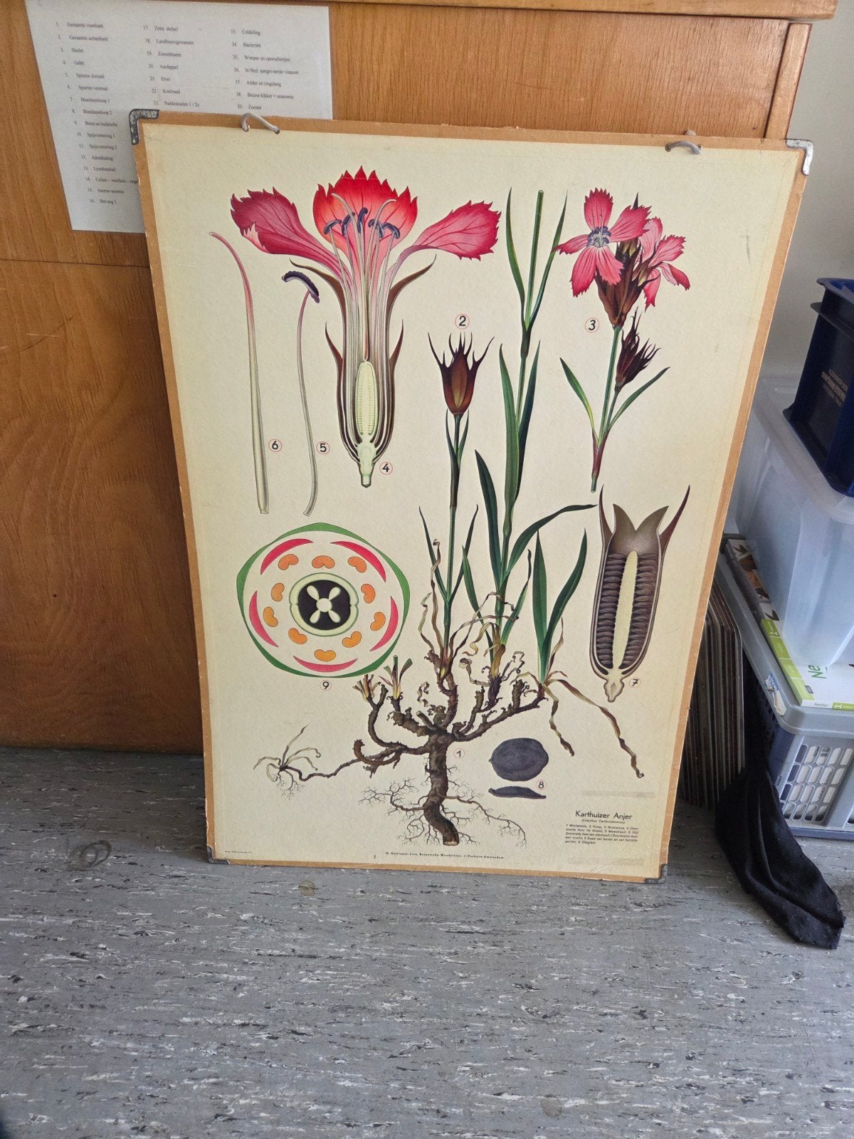 Vintage schoolplaat Karthauser Anjer - Natuur & Biologie, Antiek en Kunst, Antiek | Schoolplaten, Ophalen of Verzenden, Natuur en Biologie