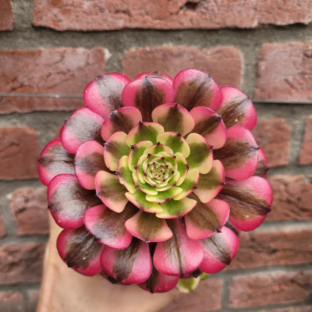 Aeonium vetplantje, Ophalen of Verzenden, Halfschaduw, Minder dan 100 cm