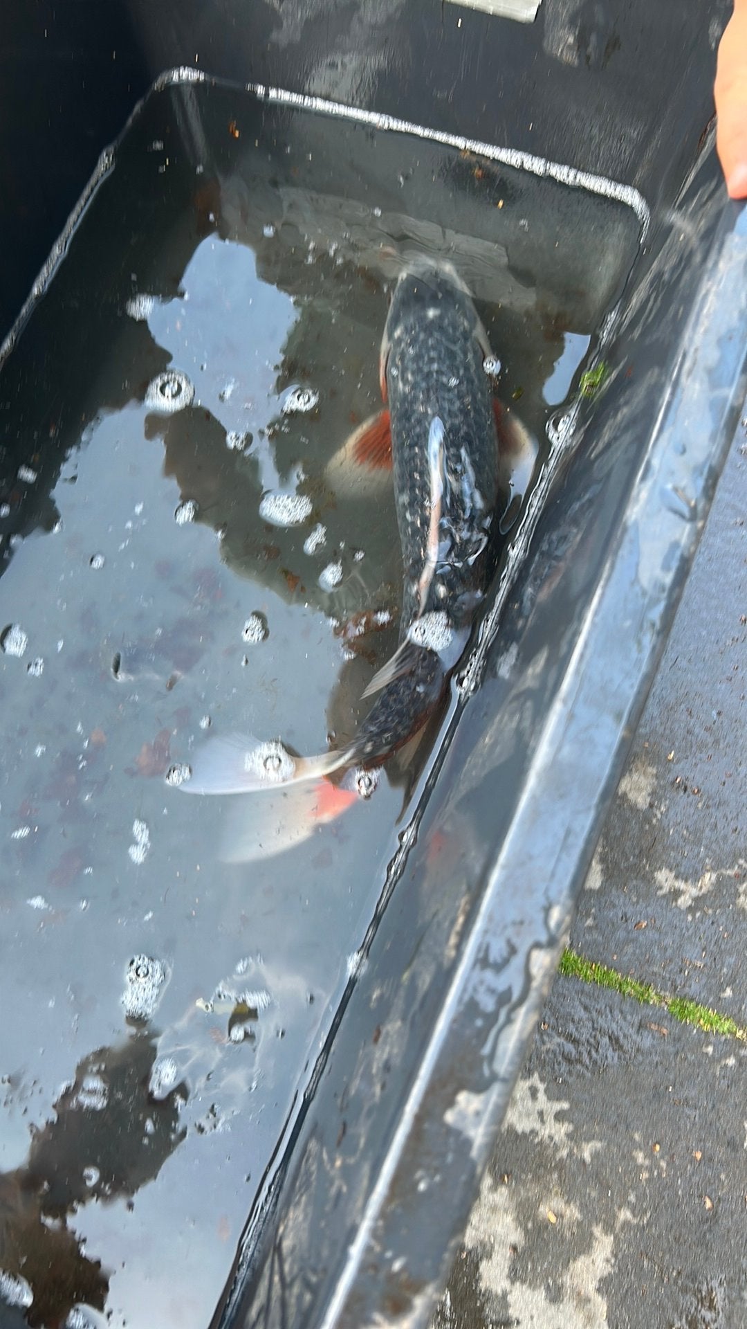 Koi 40 cm, Karper of Koi