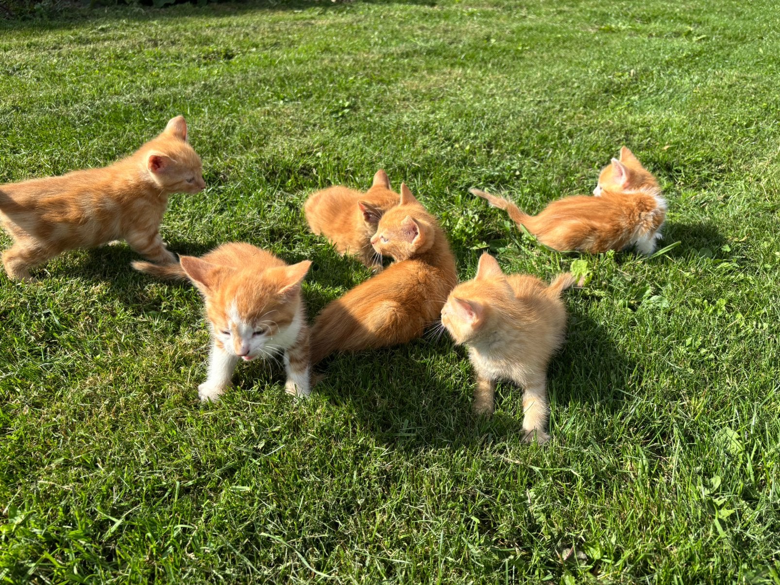 6 lieve en mooie kittens