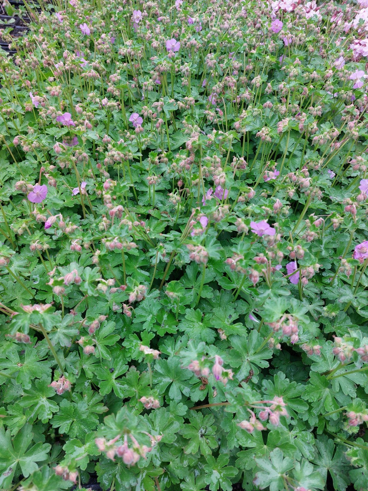 Geranium, Ophalen, Overige soorten, Minder dan 100 cm