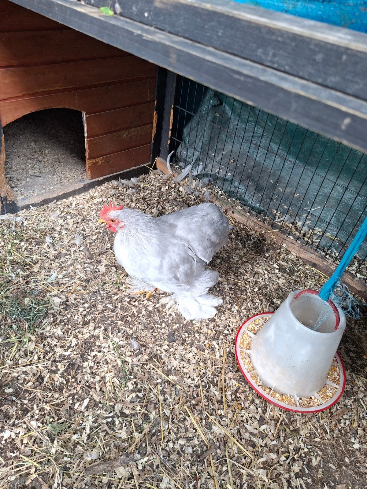 Parelgrijze cochin haan, Dieren en Toebehoren, Pluimvee, Mannelijk, Kip