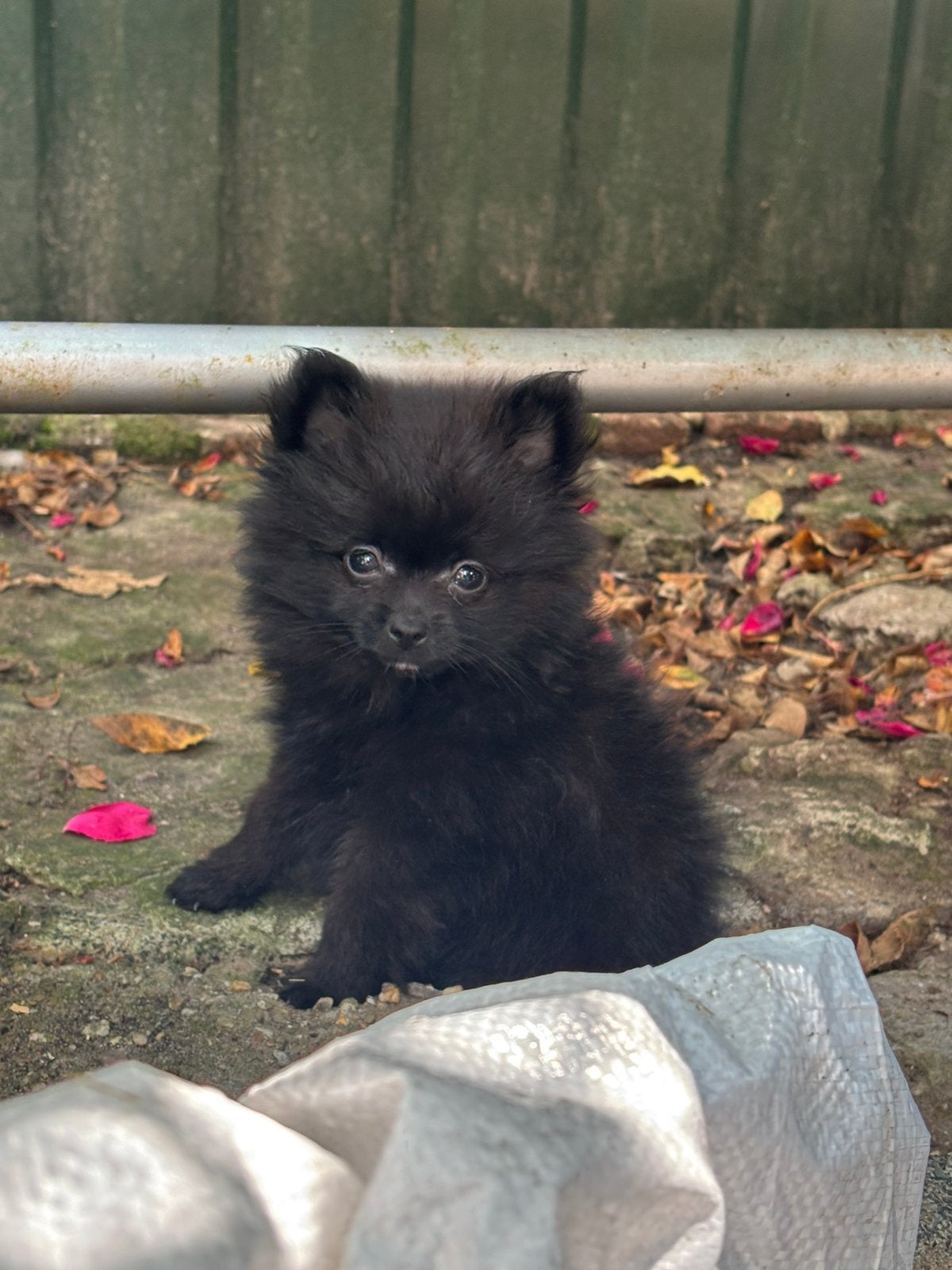 ##  Lieve Pomeriaan x Keeshond pups zoeken een warmhuisje, Dieren en Toebehoren, Honden | Poolhonden, Keeshonden en Oertypen, Keeshond