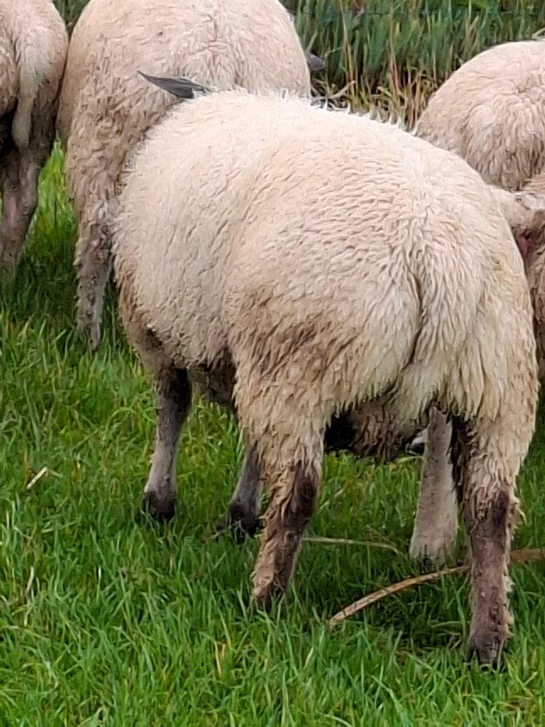Bleu du maine rammen 50% raszuiver, Mannelijk, Schaap, 0 tot 2 jaar