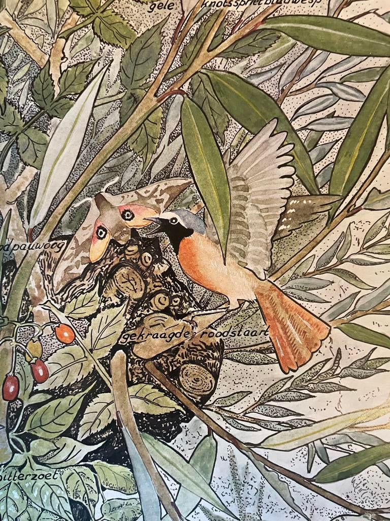 Natuur poster, Ophalen of Verzenden, Gebruikt, Rechthoekig Staand, Dier of Natuur