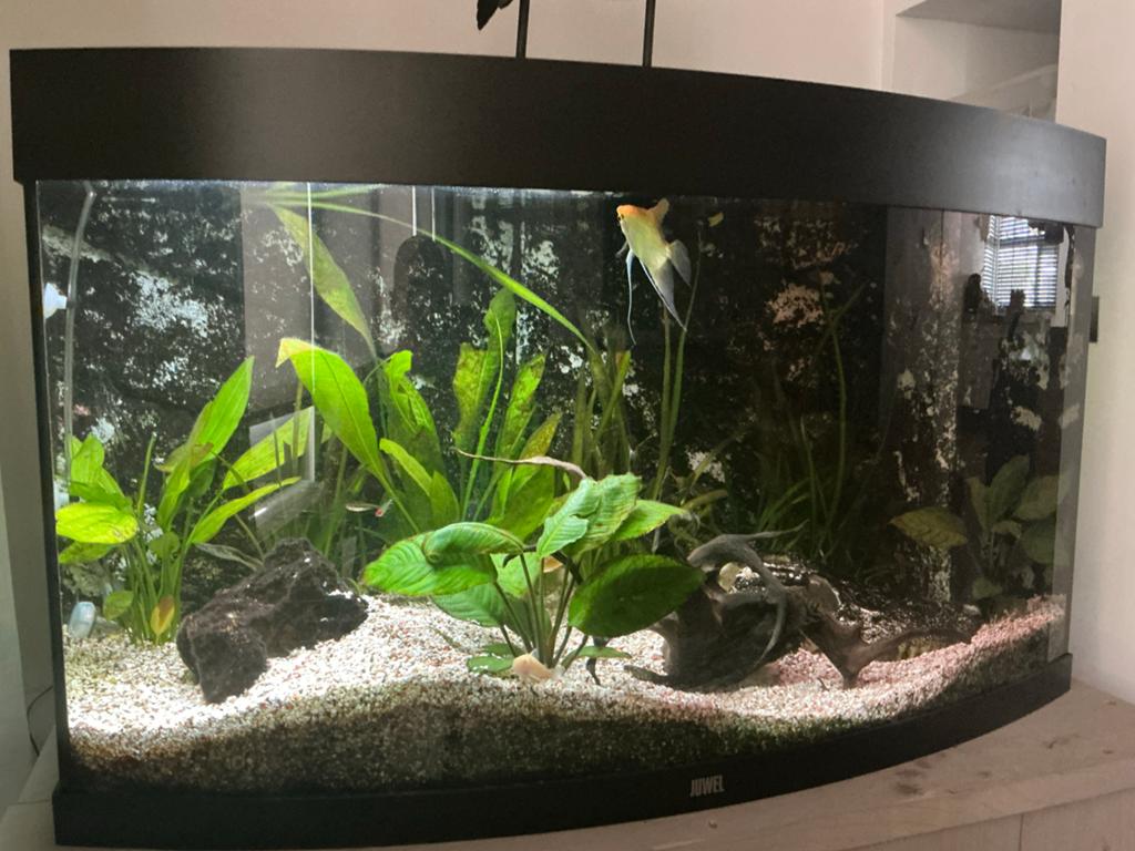 Aquarium Juwel Vision 180 ltr incl. toebehoren, Ophalen, Gebruikt, Inclusief toebehoren, Gevuld zoetwateraquarium
