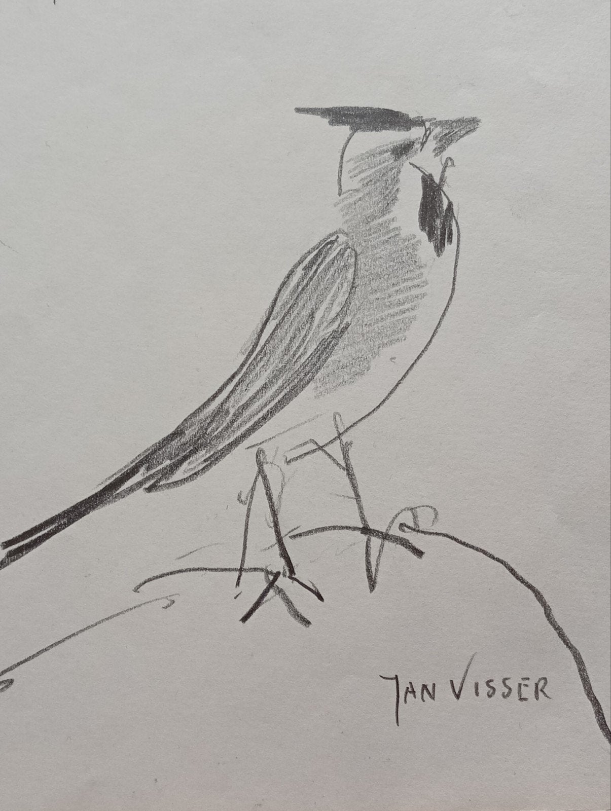 Jan Visser tekening vogels jaren 40-50 Blijdorp Rotterdam, Antiek en Kunst, Kunst | Tekeningen en Foto's, Ophalen of Verzenden