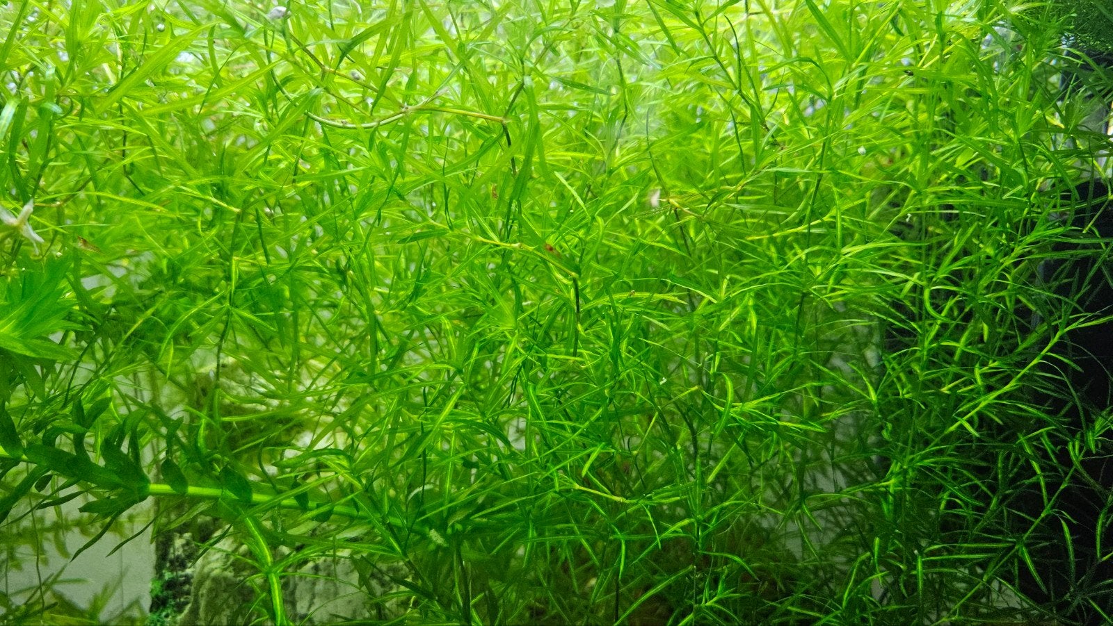 Guppy gras, Dieren en Toebehoren