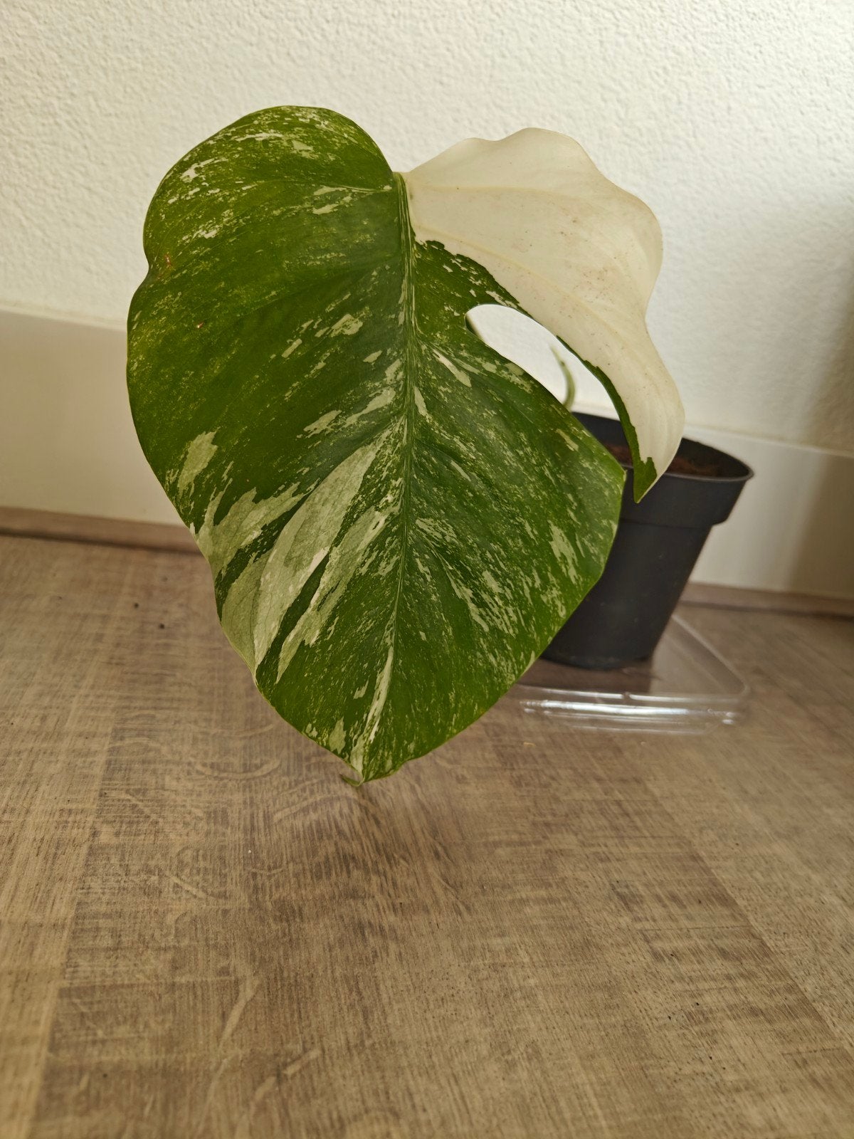 Monstera Deliciosa Albo Variegata stekken., Ophalen of Verzenden, Halfschaduw, Minder dan 100 cm