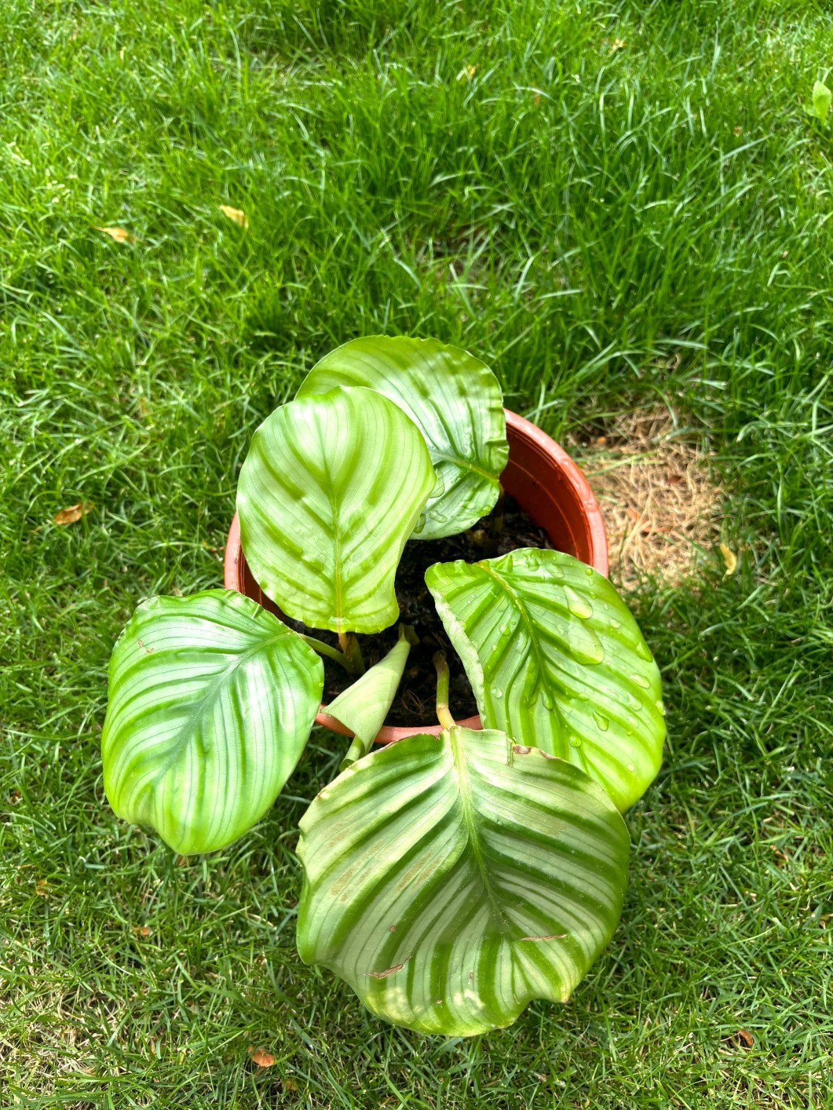 Calathea Orbifolia - 40 cm hoog - Prachtige Kamerplant, Vaste plant, Bloeit niet, Halfschaduw, Ophalen