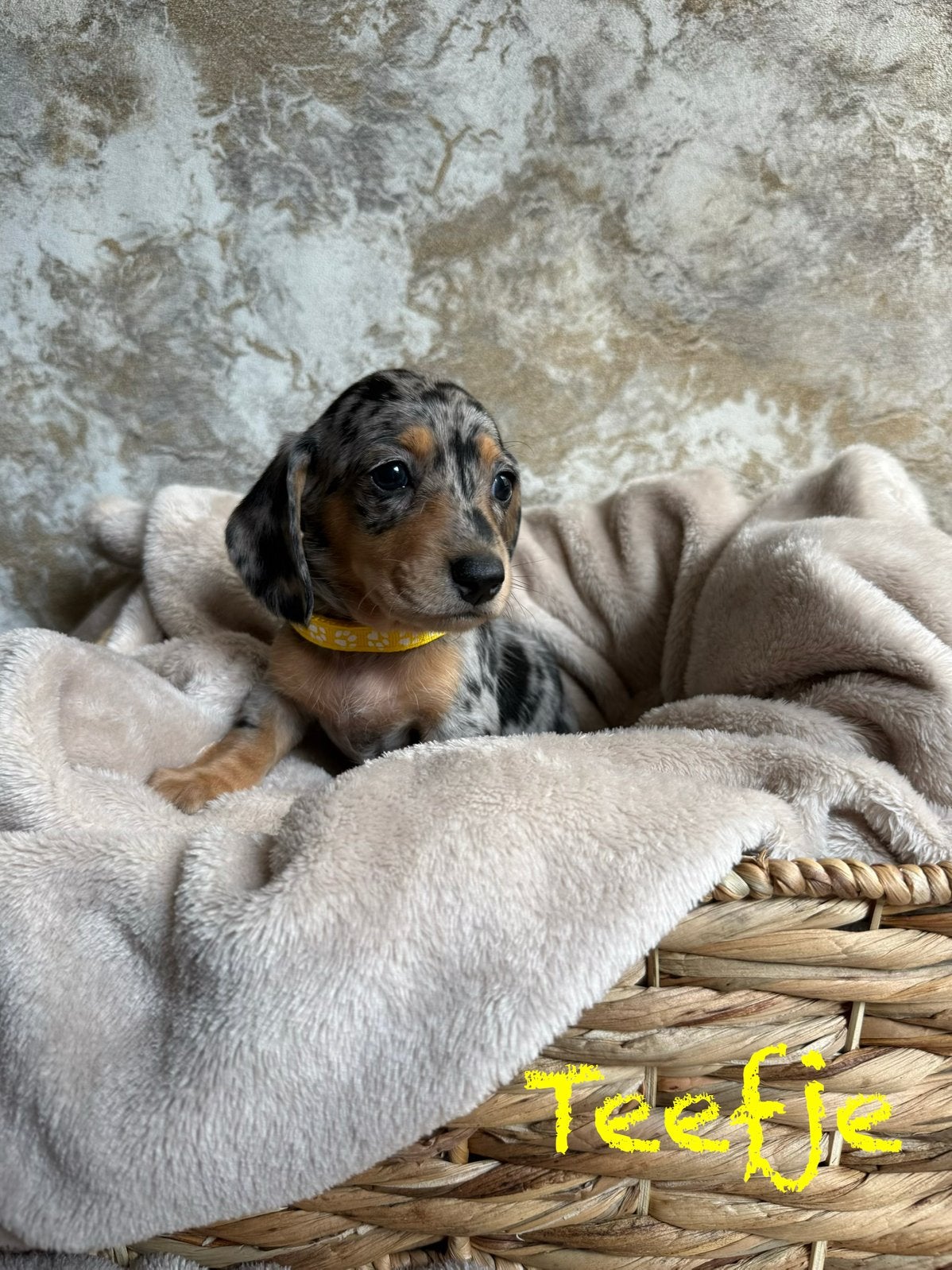 Prachtige Teckelpups, Parvo, Standaard, 8 tot 15 weken, Korthaar