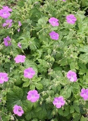 Vaste planten: Geranium Kishtvariense, ooievaarsbek, p9, Bodembedekkers, Vaste plant, Ophalen of Verzenden, Halfschaduw