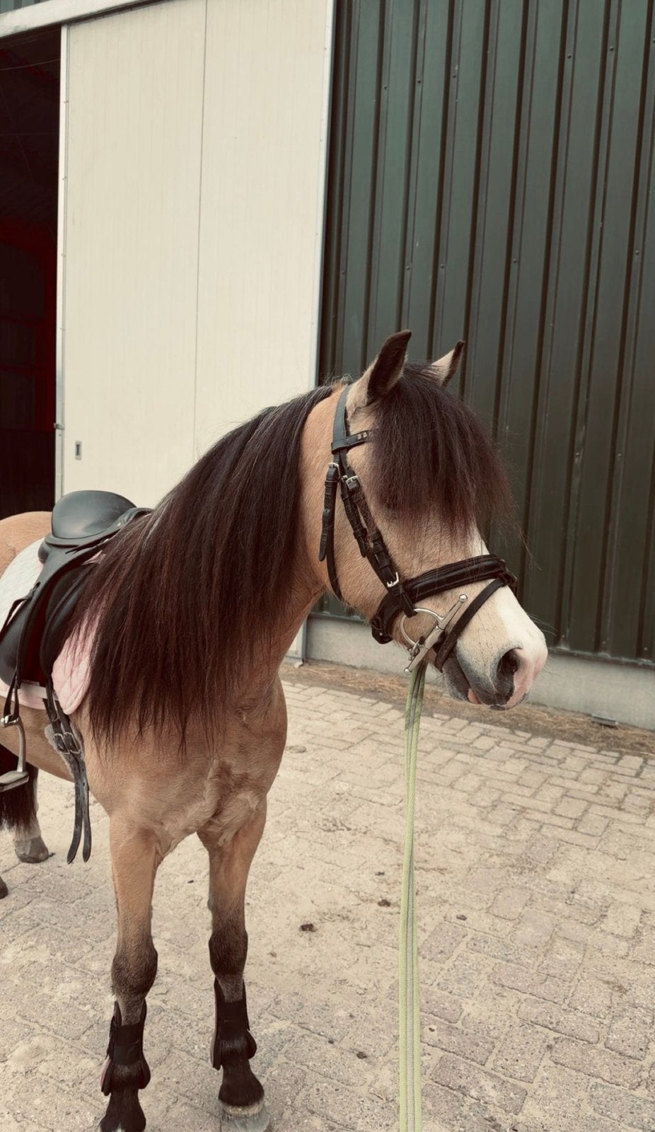 Super leuke en knappe welsh pony te koop, Dieren en Toebehoren, Met stamboom, Ruin, Zadelmak, 3 tot 6 jaar