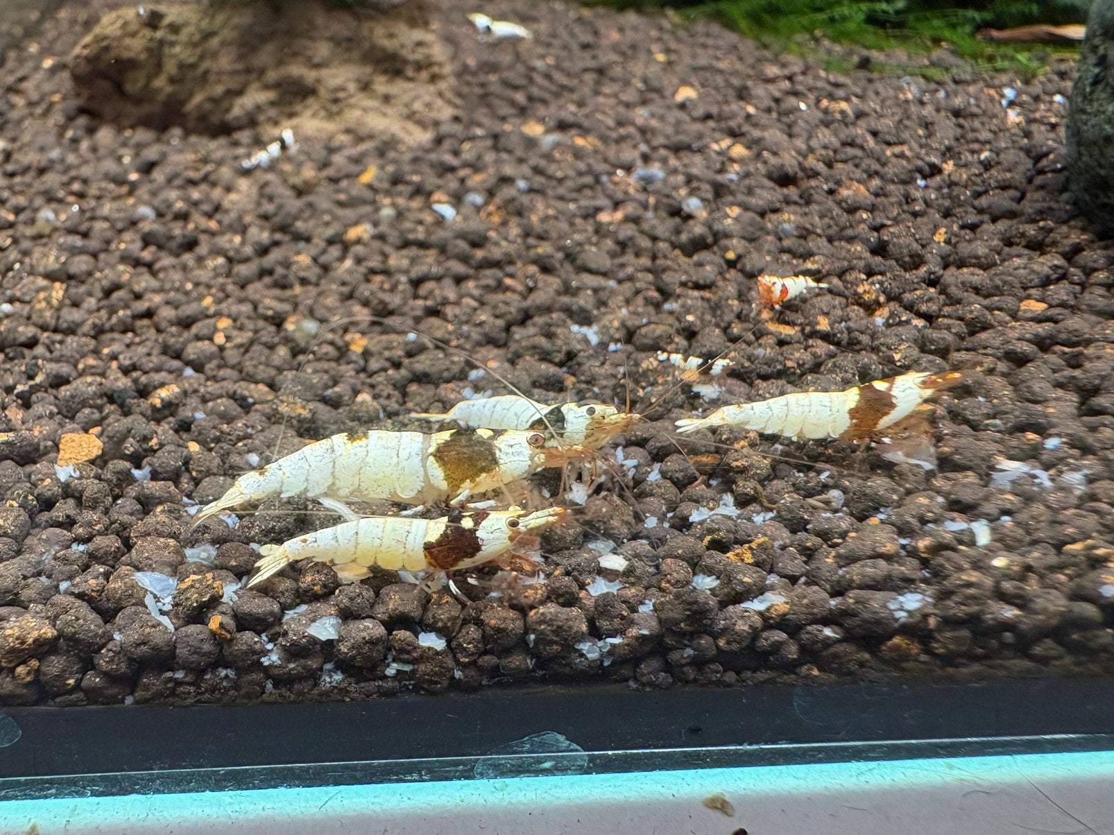 10 crystal black garnalen, Kreeft, Krab of Garnaal, Zoetwatervis, Schoolvis