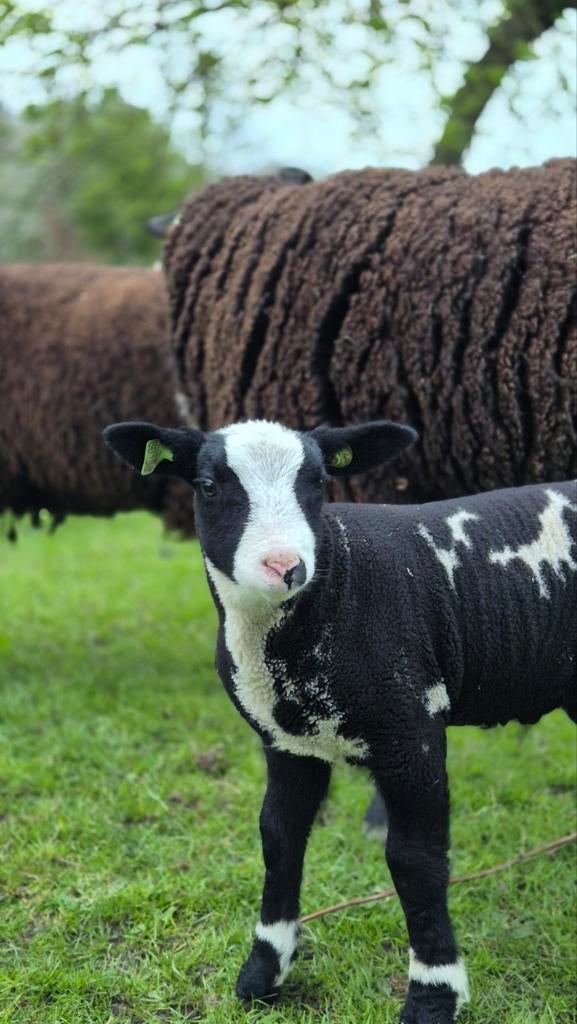 Bonte ram, Dieren en Toebehoren, Schapen, Geiten en Varkens, Schaap, Mannelijk, 0 tot 2 jaar