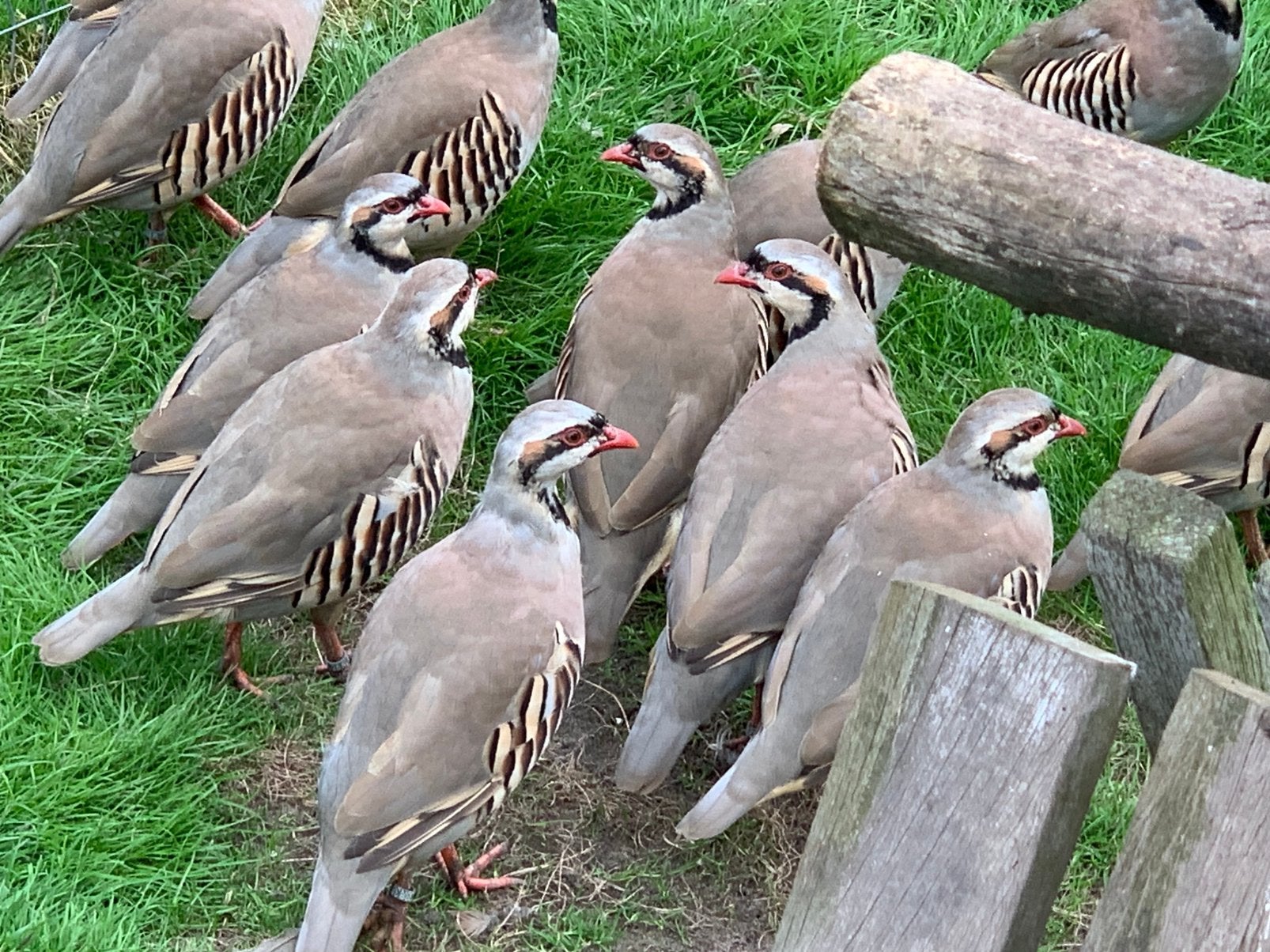 2 Chukar patrijs haan, Mannelijk, Kip