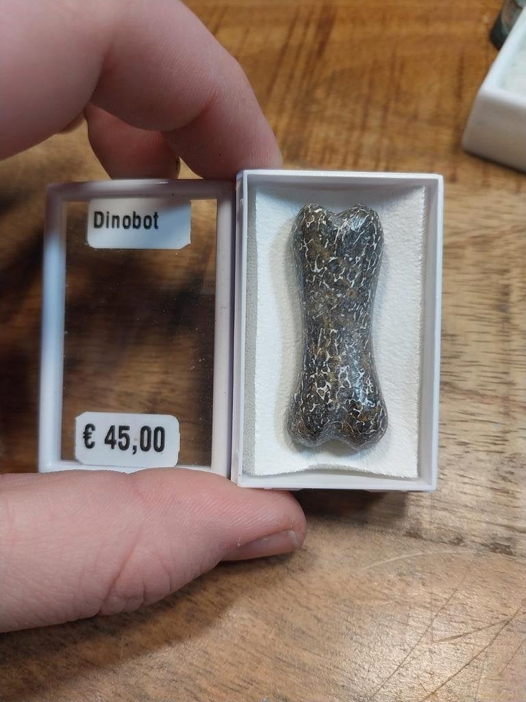 Gepolijst stuk spinosaurus bot, Verzamelen, Ophalen of Verzenden, Mineraal