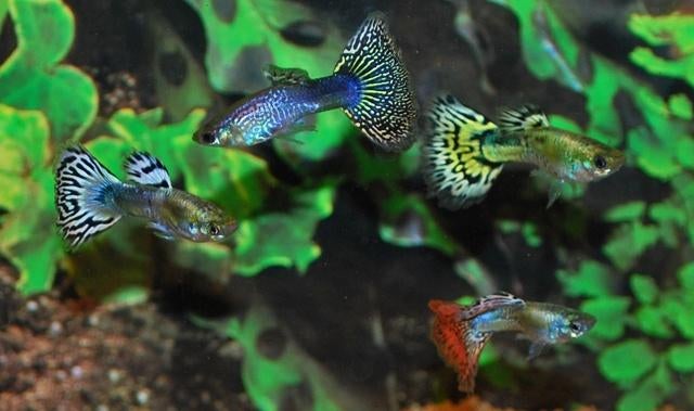 Hobbyaquarium Poec Ret Snakeskin mix mannen, Vis, Zoetwatervis, Schoolvis