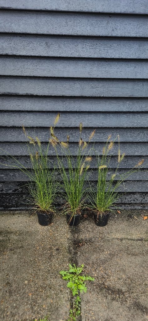 Pennisetum hameln | 3 voor 10,-, Ophalen, Vaste plant, Siergrassen, Halfschaduw
