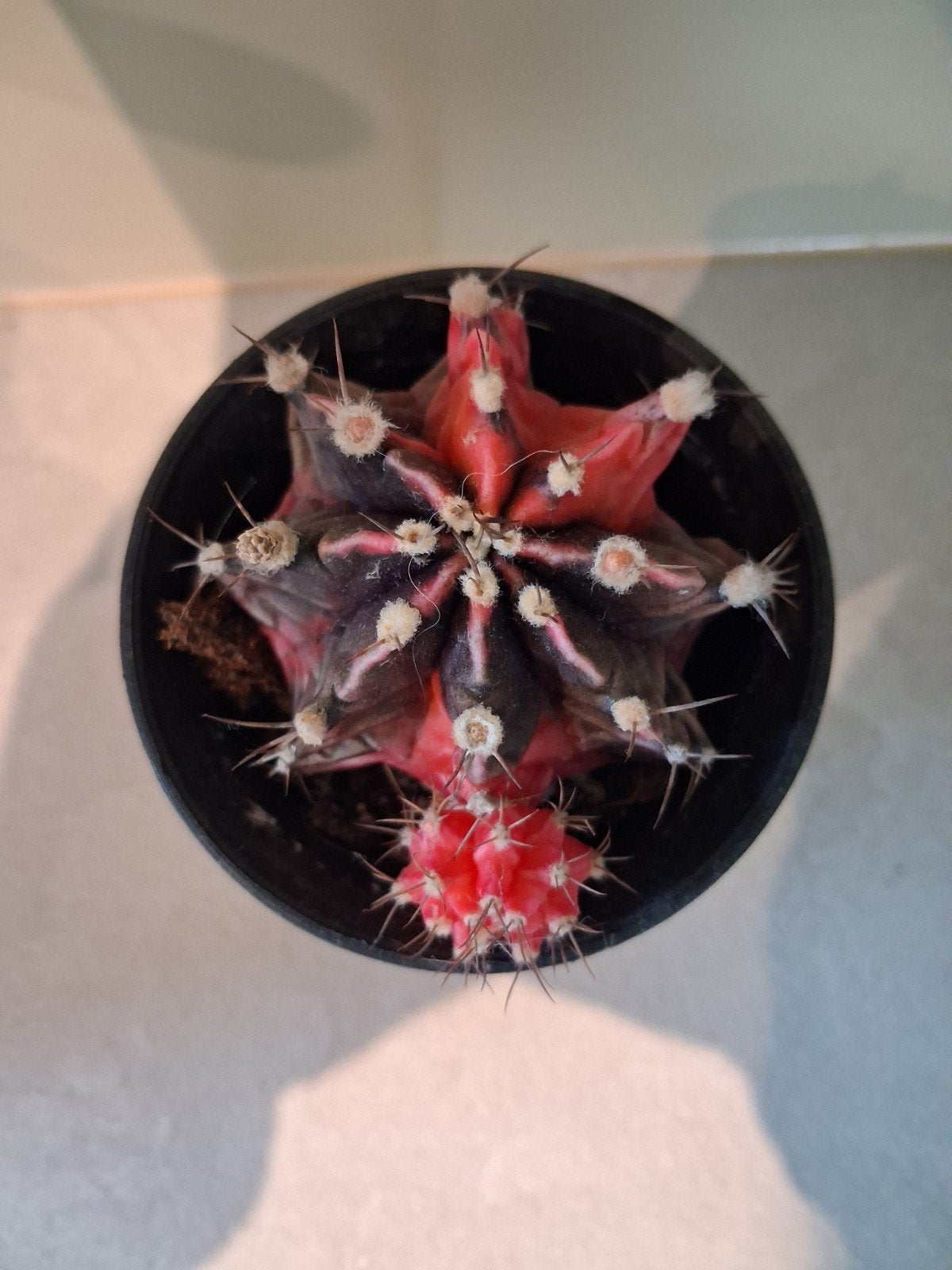 Cactus variegata, Ophalen of Verzenden, Cactus, Volle zon, Minder dan 100 cm