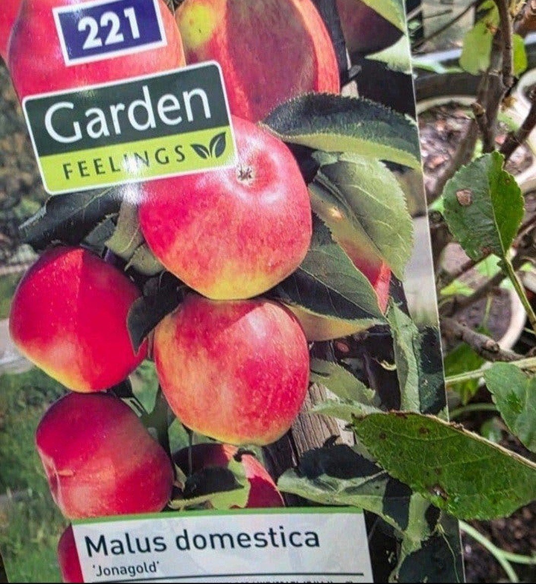 Diverse fruitbomen en planten in pot, Tuin en Terras, Ophalen, 100 tot 250 cm, In pot, Lente