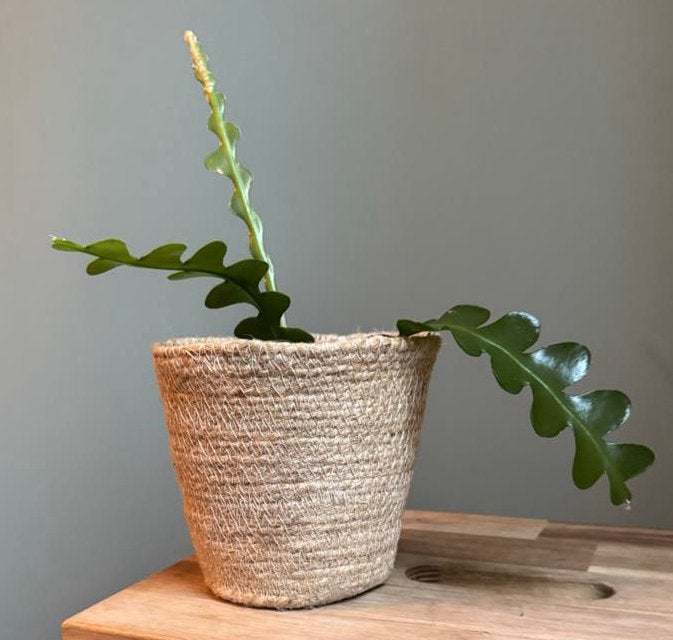 Zaagcactus - 3 gewortelde stekken in p11 kweekpot, Huis en Inrichting, Ophalen, Halfschaduw, Cactus, Minder dan 100 cm