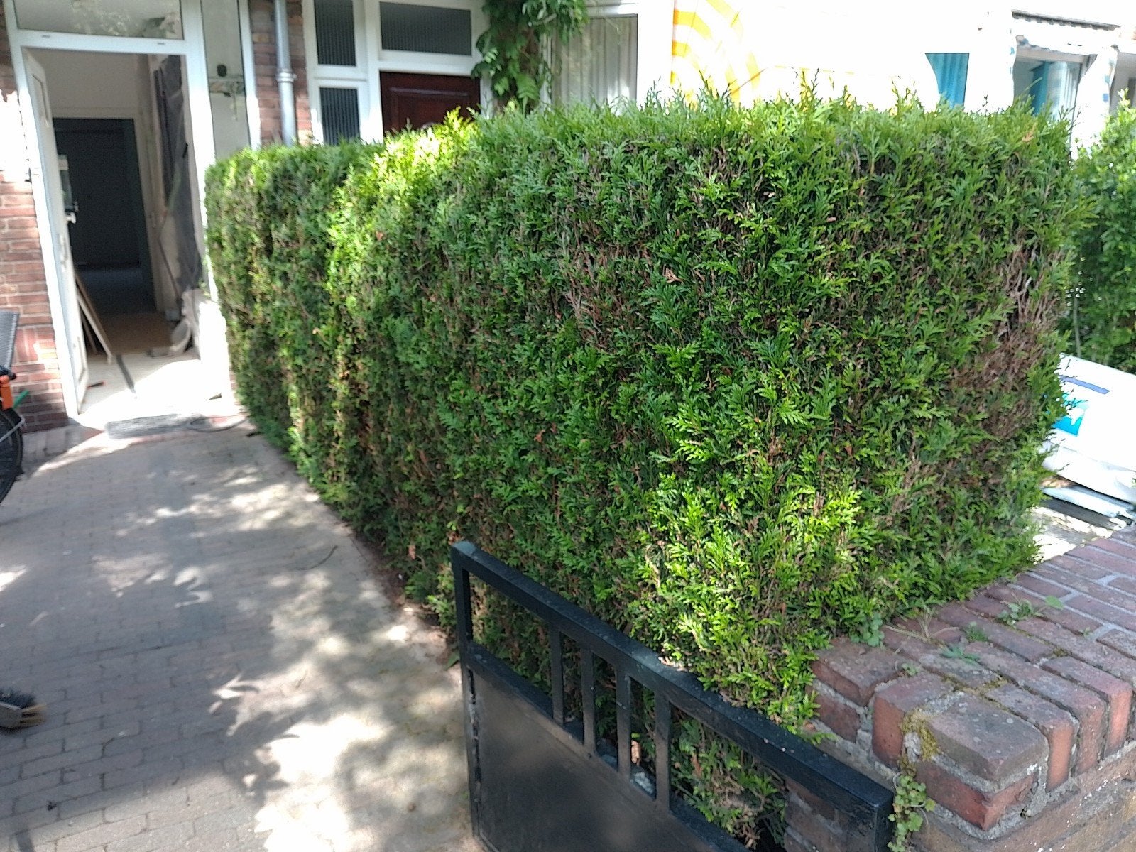 Heg, Tuin en Terras, Ophalen, Laurier, 100 tot 250 cm